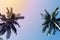 Green palm tree silhouette on sunset sky background. Coco palm vintage toned photo.