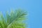 Green palm tree on turquoise blue sky background. Single palm leaf banner template with text space