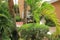 Green palm trees, bushes, plants and building on background. Aruba island nature.