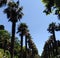 Green palm trees, nature, plants, park, summer day