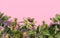 Green palm trees and tropical exotic plants on a pink background with copy space. Conceptual creative illustration. 3D rendering