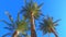 Green palm trees, trunks and leaves in front of blue sky swaying in light wind, sea breeze. Looking up into tropical treetops,