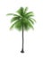 Green palm on a white background.