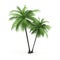 Green palm on a white background.