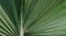 Green Palmetto leaf wide background illustration