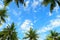 Green palms frame on bright blue sky with clouds, tropical photo background