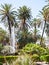 Green palms in public garden Villa Bonanno