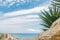 Green palms and stones, coast Mediterranean sea on sunny day in Tarragona, Catalonia,