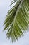 Green Palmtree Leaf