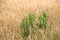 Green palnts on crop field