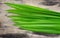 green pandan on wood background