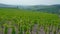 Green panorama of the fields on the hills of Tuscany