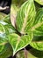 Green Papaya Chinese Evergreen, Aglaonema \'Green Papaya,