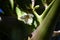 Green papaya cultivation. Caricaceae evergreen plants.