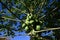 Green papaya cultivation. Caricaceae evergreen plants.