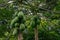 The green papaya fruit is ripening on the plantation of trees