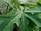 Green papaya leaves Carica papaya in the nature backgorund