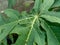 Green papaya leaves Carica papaya in the nature backgorund