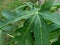 Green papaya leaves Carica papaya in the nature backgorund