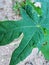 green papaya leaves with leaf caterpillars