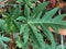 Green papaya leaves and thrives