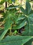 Green papaya leaves and thrives