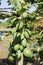 Green Papaya On Tree