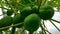 green papayas