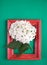 On a green paper background there is a red wooden frame with a branch of a white hydrangea. Copy Space.Minimalistic