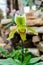 A green Paphiopedilum flower