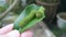 Green papilio demoleus caterpillar on lemon leaf.