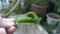 Green papilio demoleus caterpillar on lemon leaf.