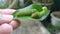 Green papilio demoleus caterpillar on lemon leaf.