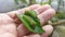 Green papilio demoleus caterpillar on lemon leaf.