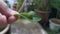 Green papilio demoleus caterpillar on lemon leaf.