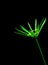 Green papyrus leaf stem on black background