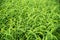 Green para grass leaves fresh nature background