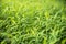 Green para grass leaves fresh nature background