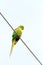 Green parakeet