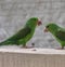 Green parakeet birds eating sunflower seeds.