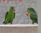 Green parakeet birds staring at each other. Popularly known as maritacas.