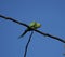 Green parakeet on a branch