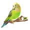 Green parakeet Budgerigar, home pet , pet parakeet or budgie or shell parakeet on a white background vintage vector illustration