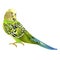 Green parakeet Budgerigar, home pet , pet parakeet or budgie or shell parakeet on a white background watercolor vintage vector i