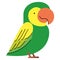 green parakeet design