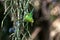 Green parakeet eating fruit