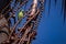 Green parakeet feeding on Buriti Palm tree.