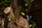 A green parakeet feeding on a tree trunk.