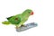 Green Parakeet isolated