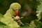 Green parakeet London park